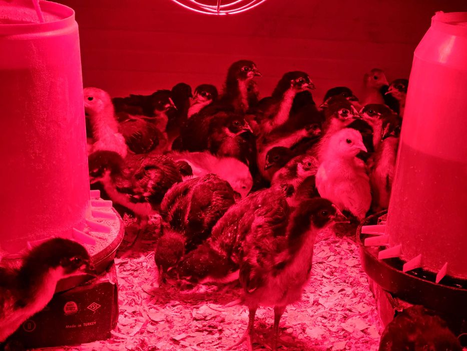 Пилета австралорп