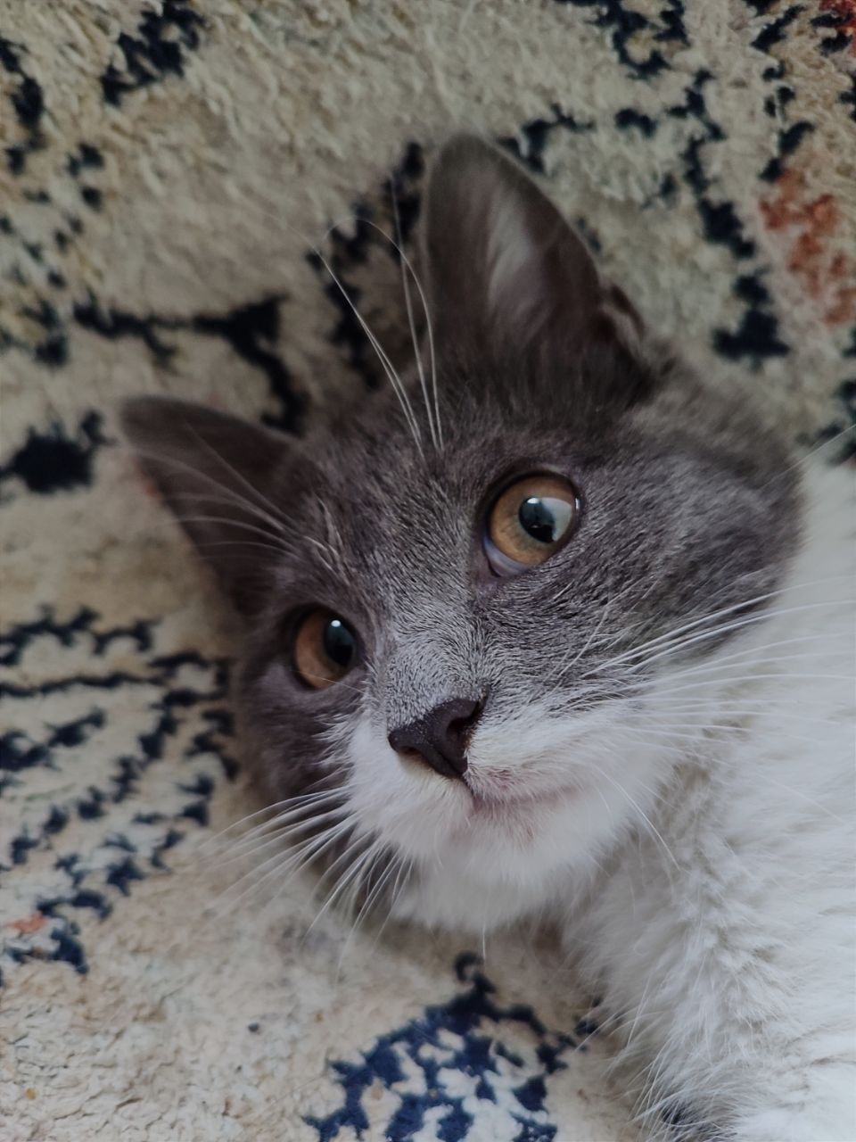 Кошка,  mushuk ozoda