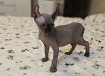 Baietel sphynx/sfinx/elf