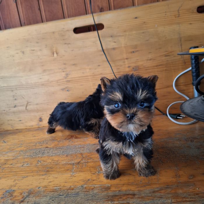 Yorkshire Terrier Toy de rasa pura cu vaccin și deparazitați și carnet