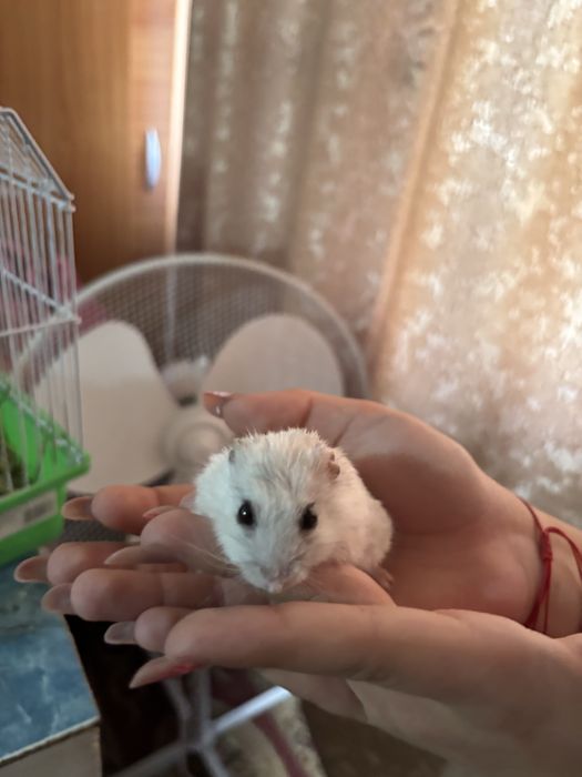 Hamsteri de vanzare