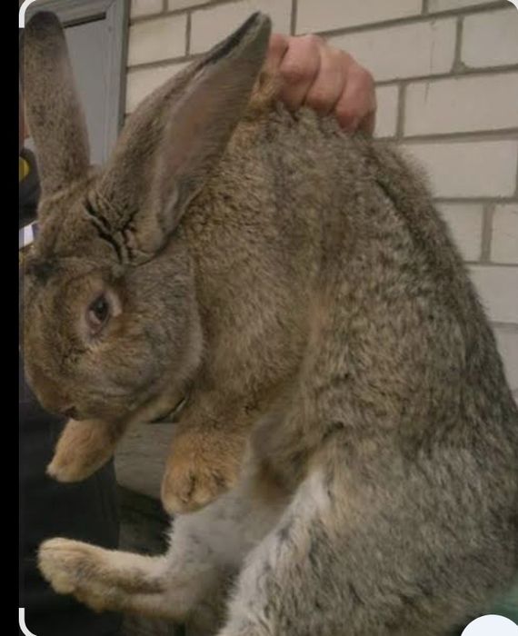 Продам молодую самку породы Фландр им 8 месяцев