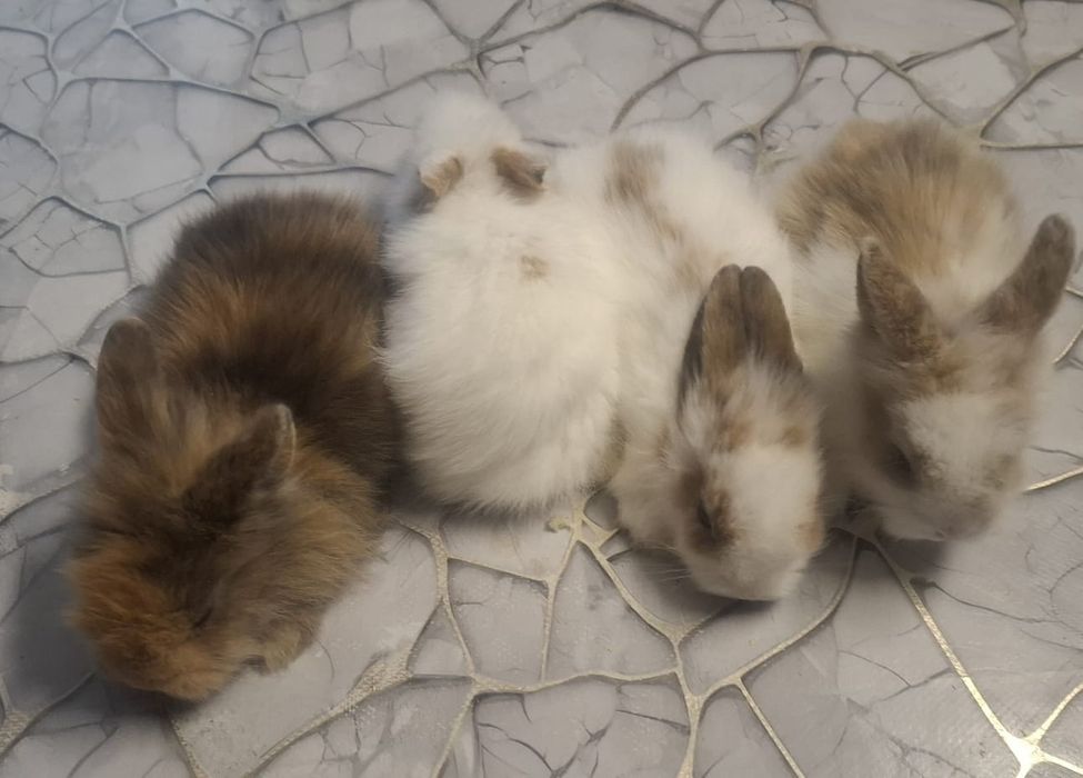 Продам декоративных крольчат