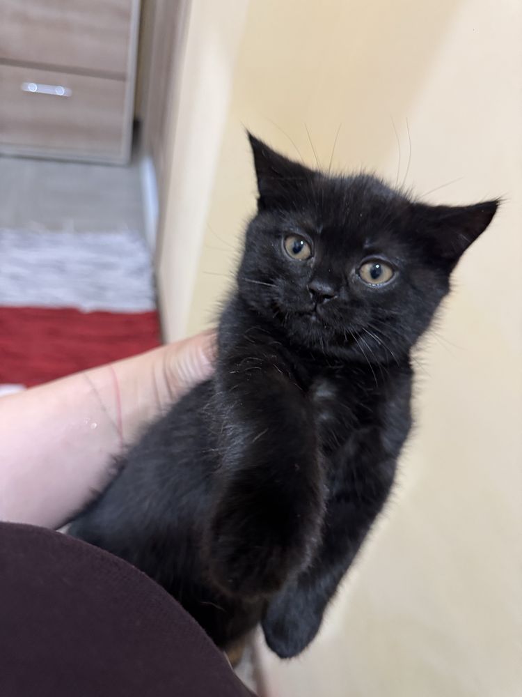Чистакровный шотладский котенок , 2 месяца