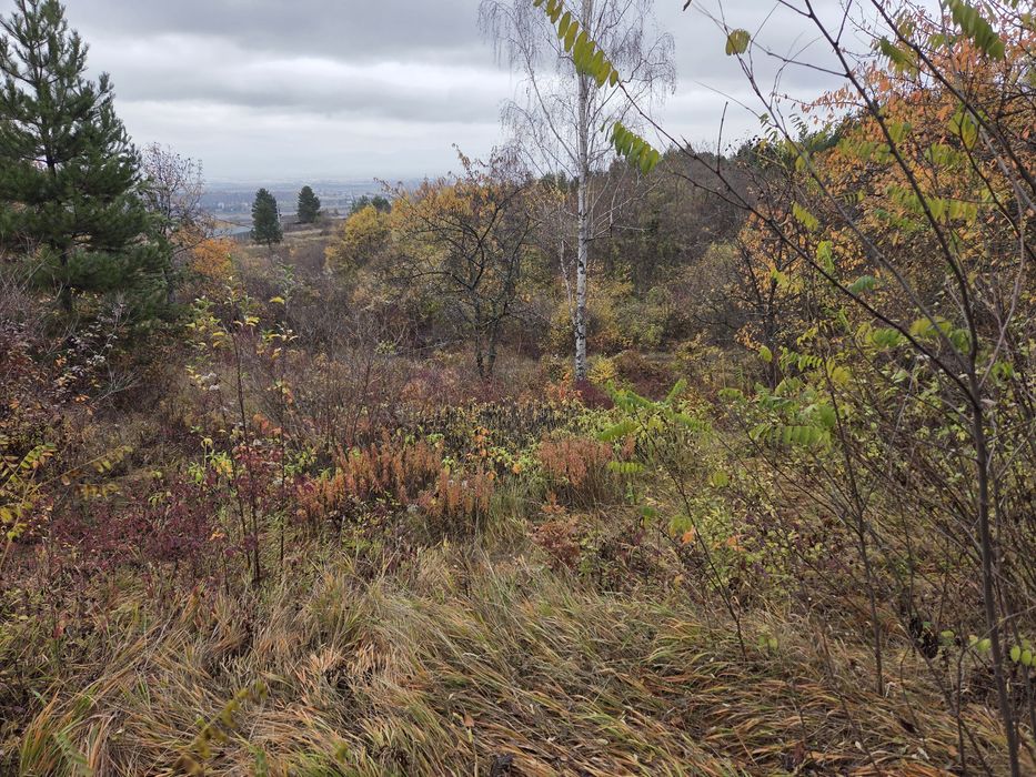 Почистване на запустели парцели и имоти