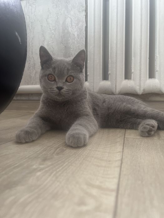 Кот британец, 1.3 года — ищет новый дом