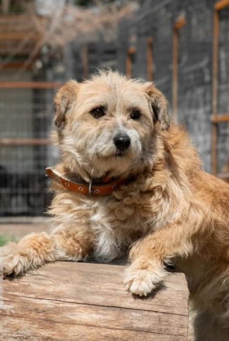 Ждём любящих и ответственых хозяев