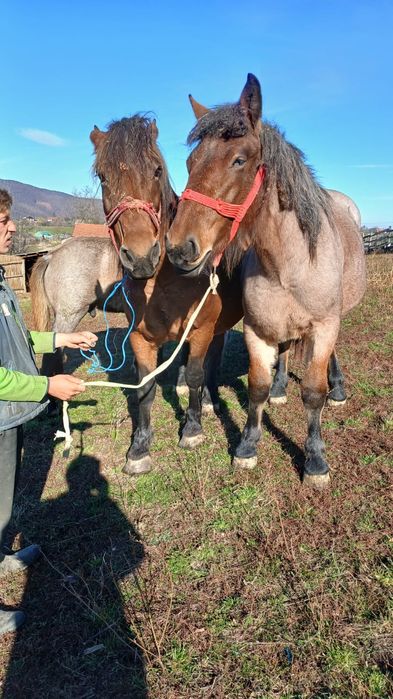 Vând mânză de un an jumate