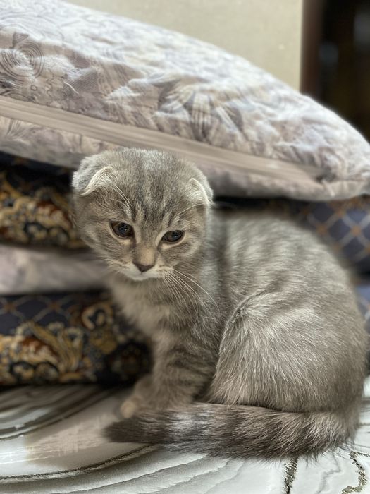 Котёнки 50$ Mushukchalar 50$