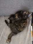 Pisica spre adoptie