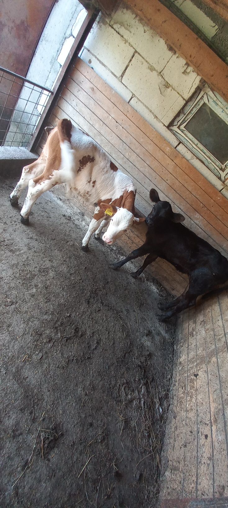 Vând 2 viței,un mascul Bălțat și o femelă Angus