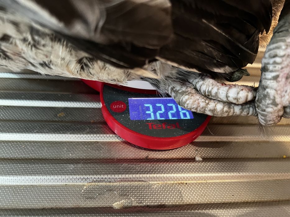 Pui si oua de țară. Pasari hranite 100% cu cereale