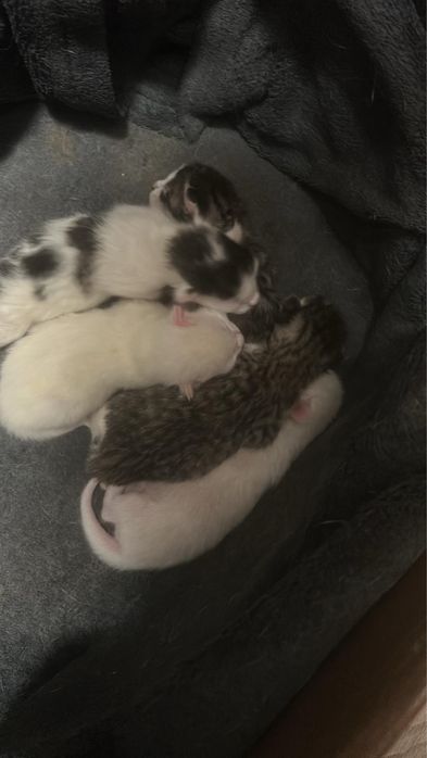 Pisici puiuti de adoptat