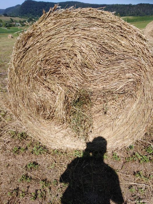 Baloți de vânzare