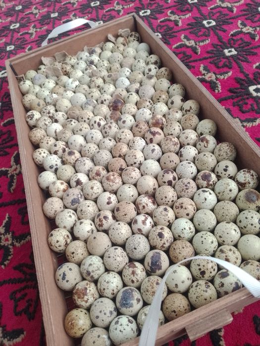 Белый гигант Бедана инкубацион тухуми