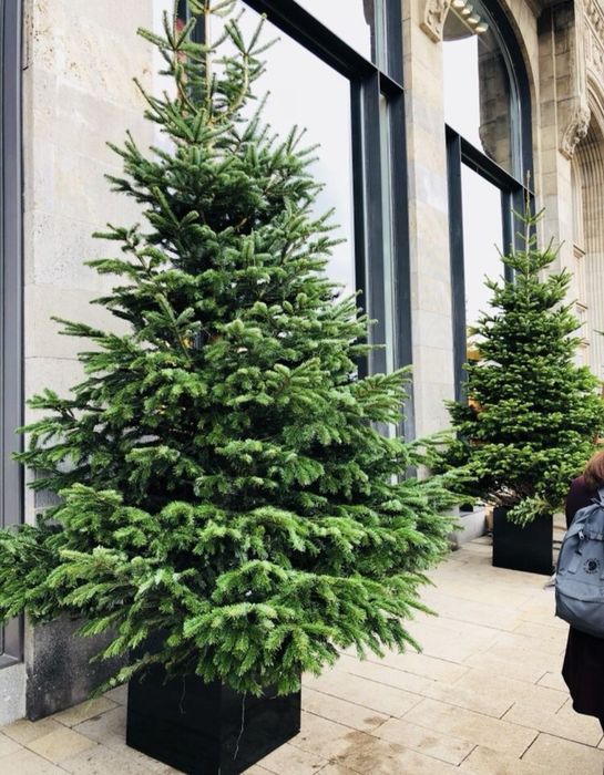 Brazi argintii, oferta brazi verzi pentru craciun etc