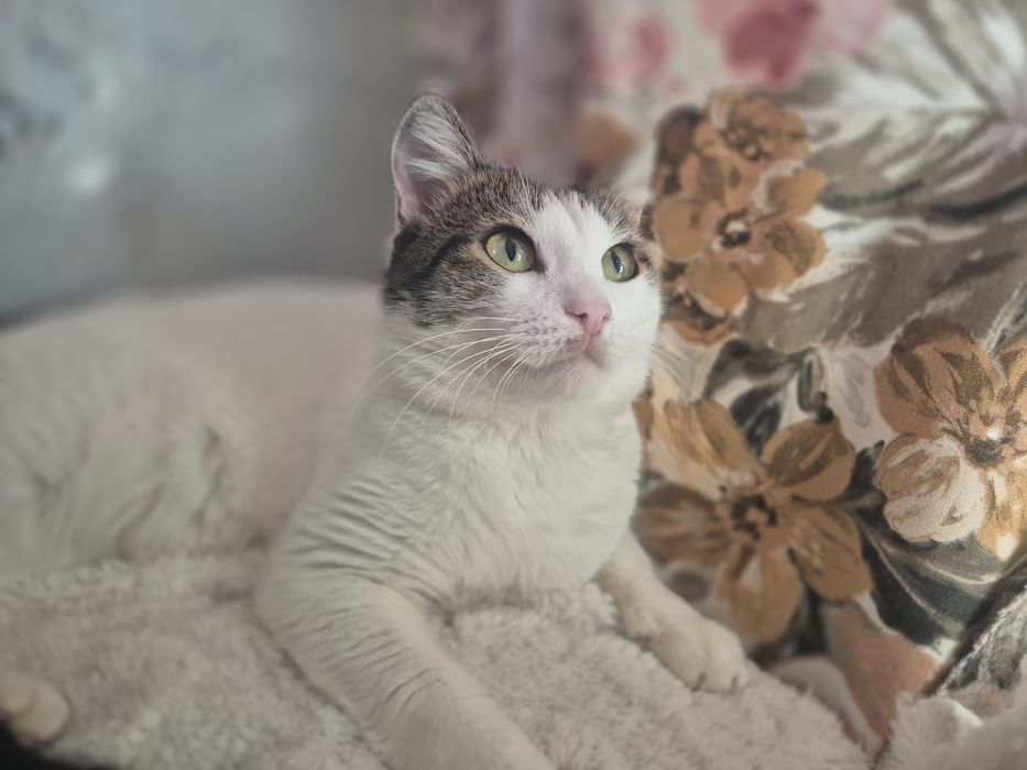 Котик и кошечка ищут дом