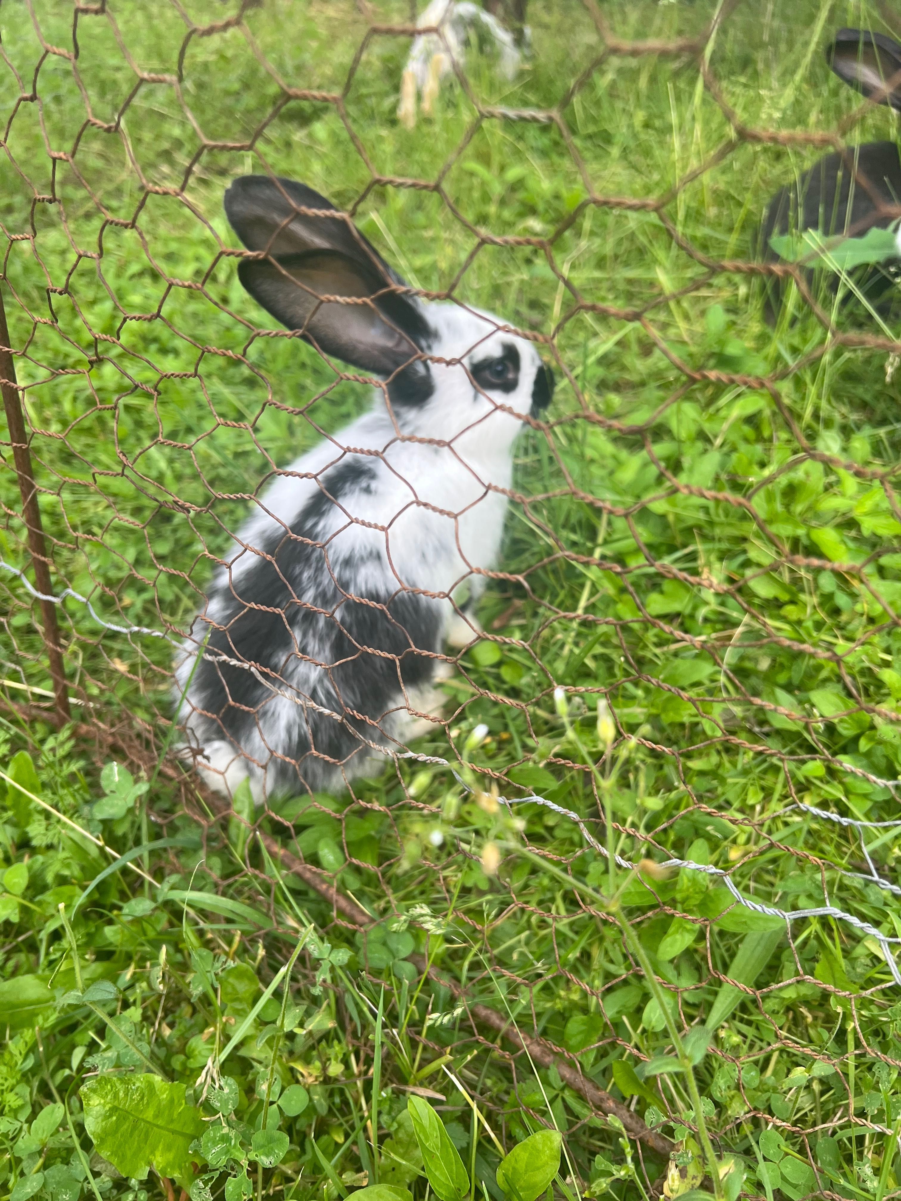 Iepuri marele belgian