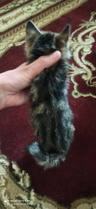 Котята табби продаются