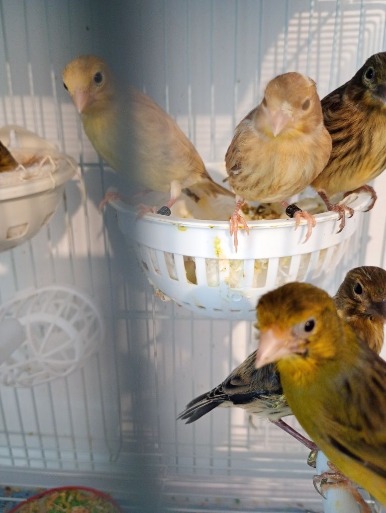 Pasari de companie