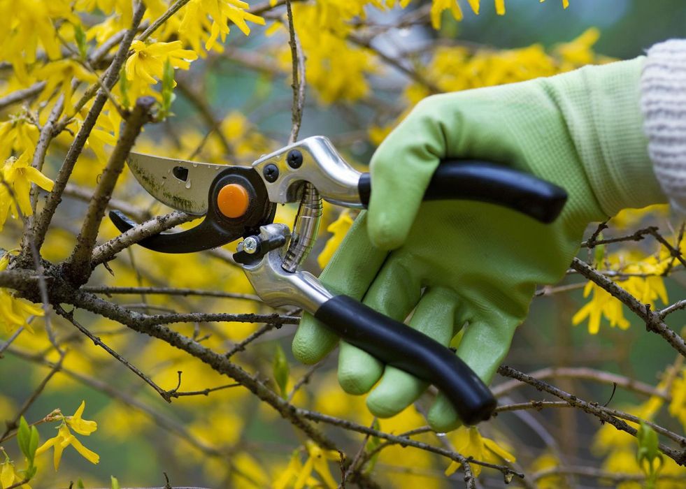 Обрезка деревьев. Спил деревьев. Подготовка сада к зиме. Садовник