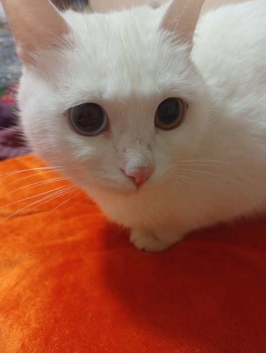 Zotdor mushuk koʻzi ikki xil