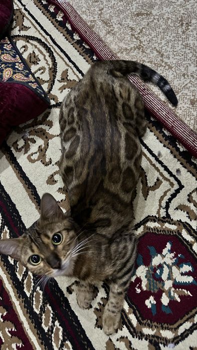 Бенгальские котята