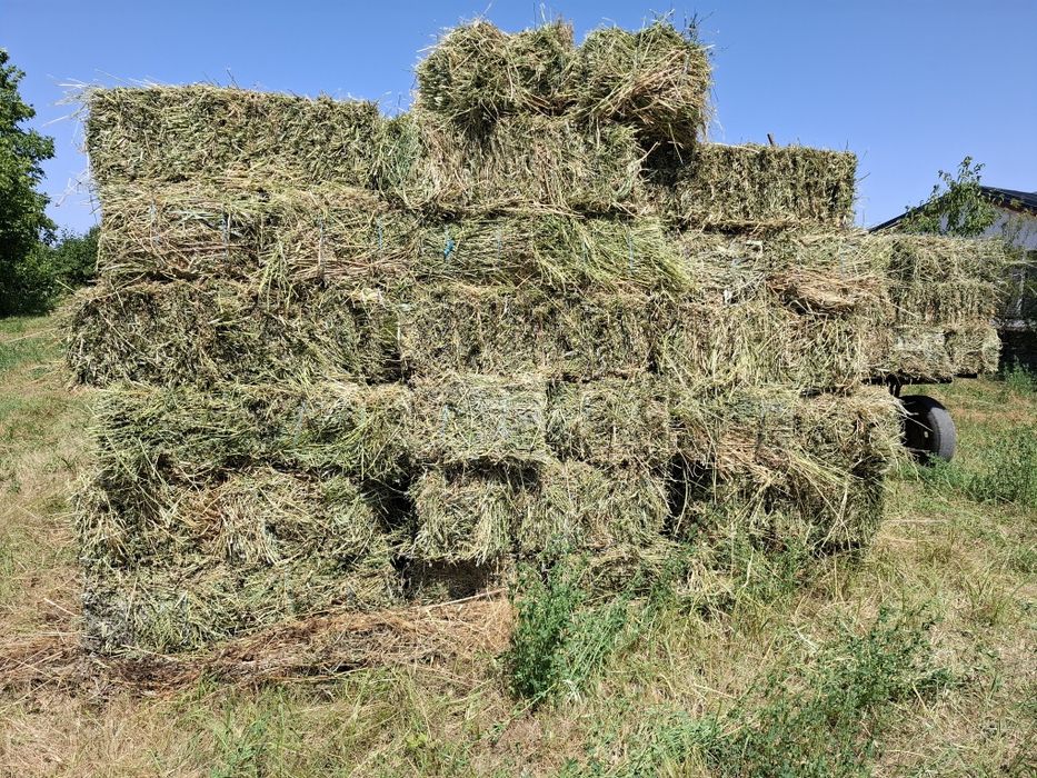 Baloți lucernă producator