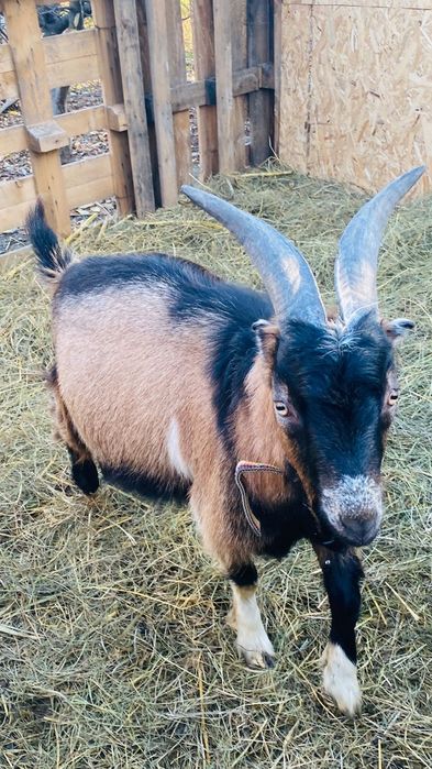 Țap tanar de vanzare sau schimb