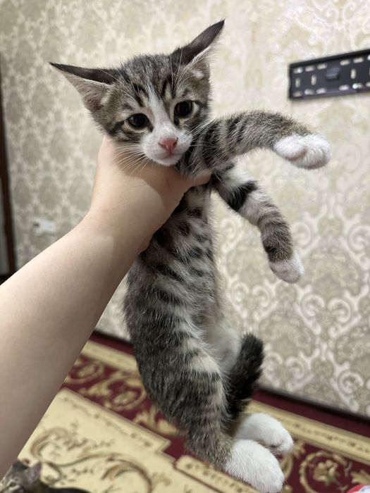 Котята в дар беслатно даром