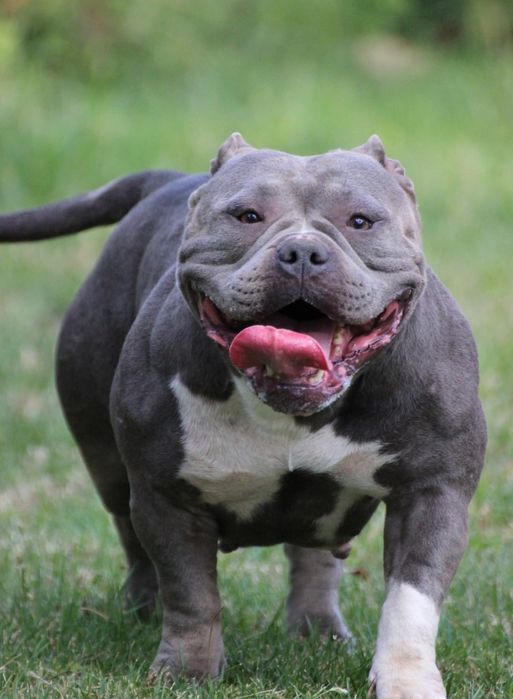 Femela American Bully pocket, BigDogs Romania bloodline