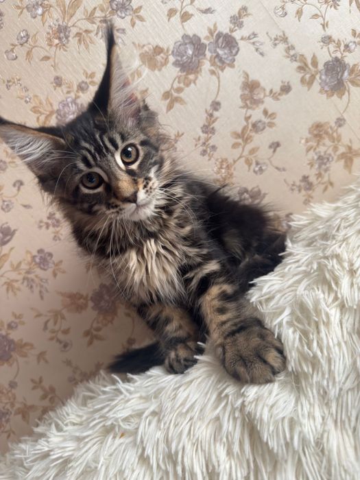 Котенок Мейн - кун