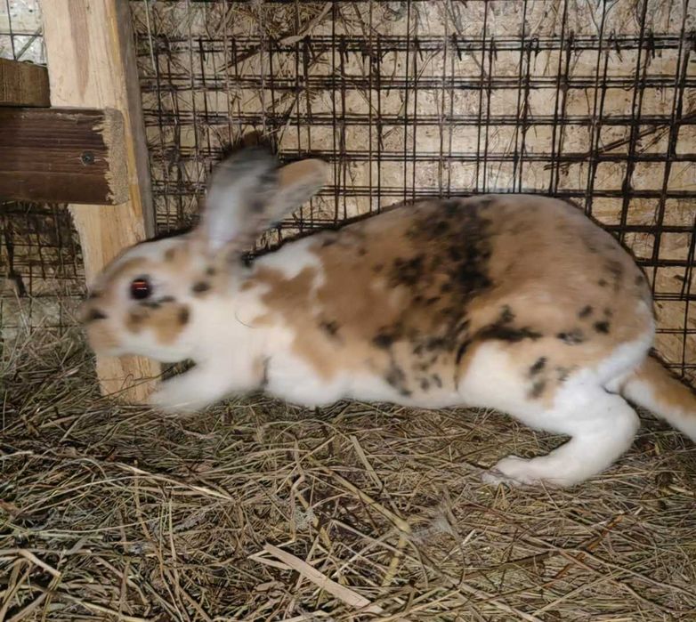 Продам или обмен .Кролики рекс (Не декоративные)