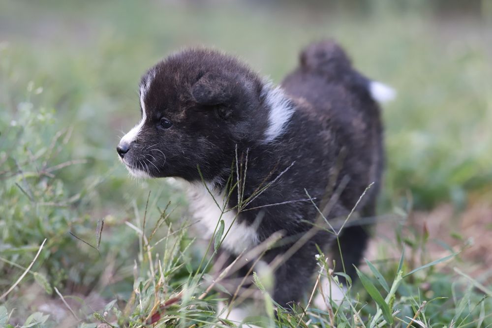 Akita Inu roscat si brindle (tigrat)