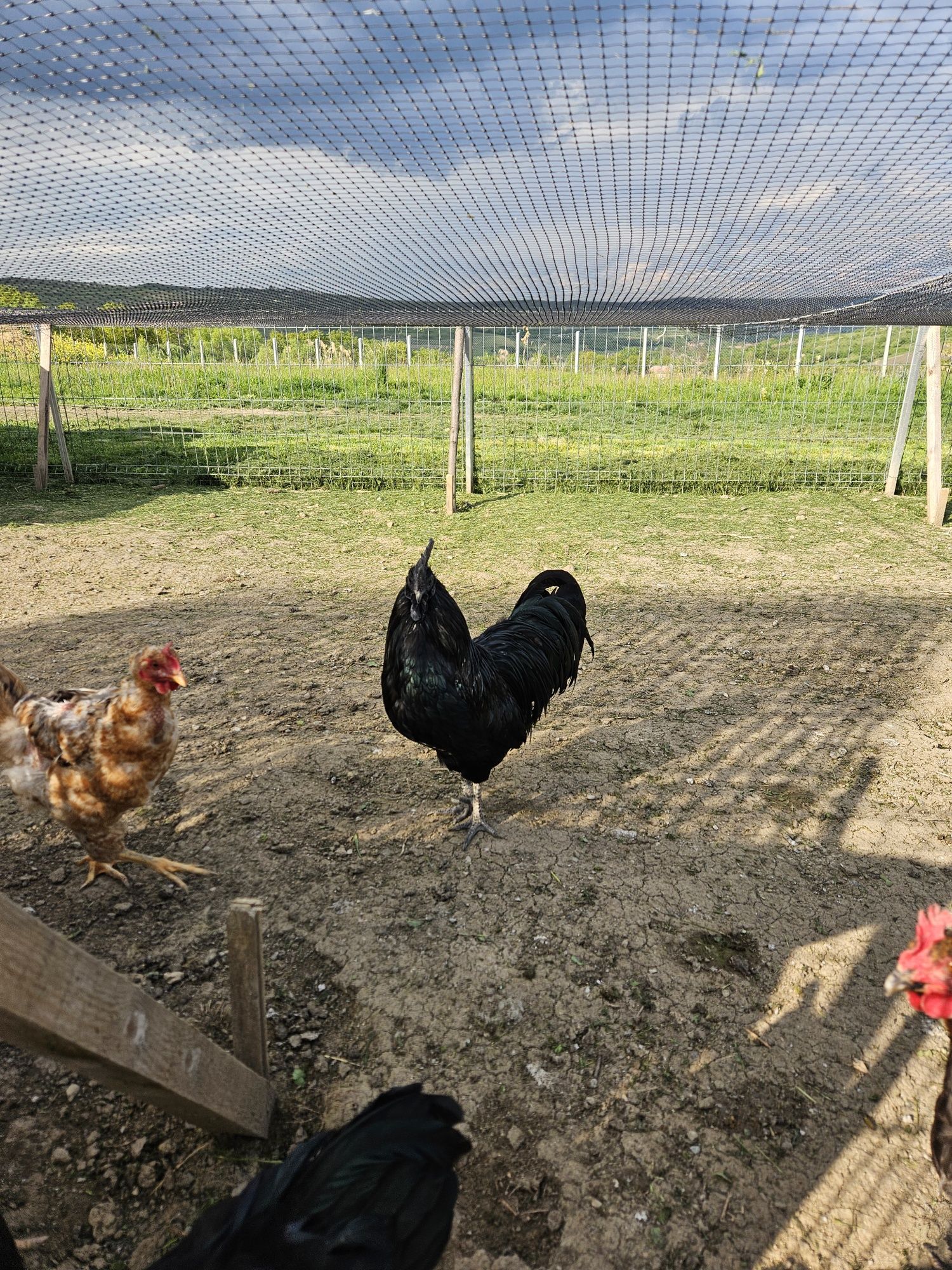 Vând cocos 3ani rasa AYAM CEMANI  SAU SCHIMB  exemplar ft frumos