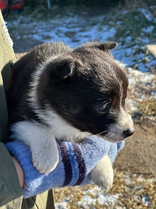 Щенята от мален собачки...1.5 мес