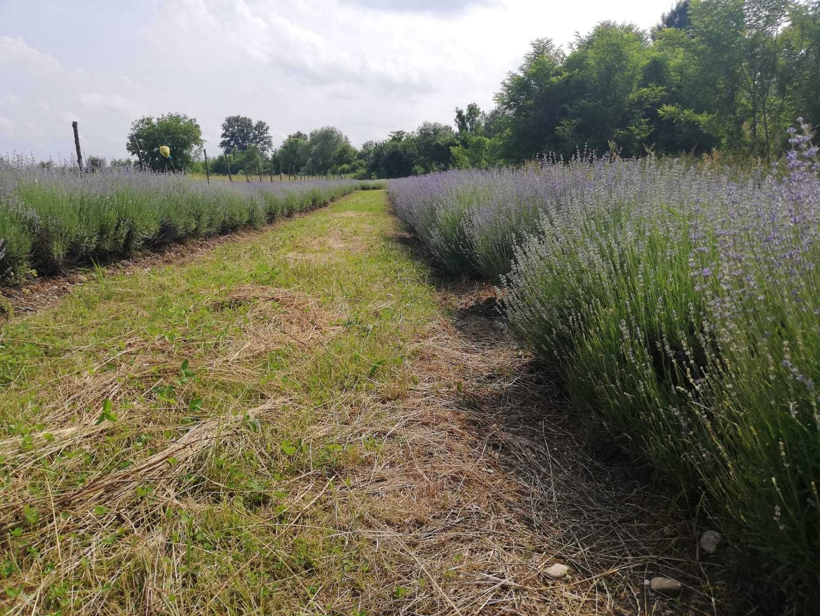 lavanda uscata, buchete lavanda