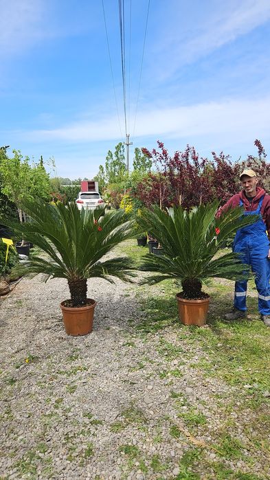 Palmierii trachycarpus Fortunei. Și cycas revolut