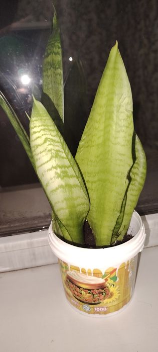 Гүл бар сатылады