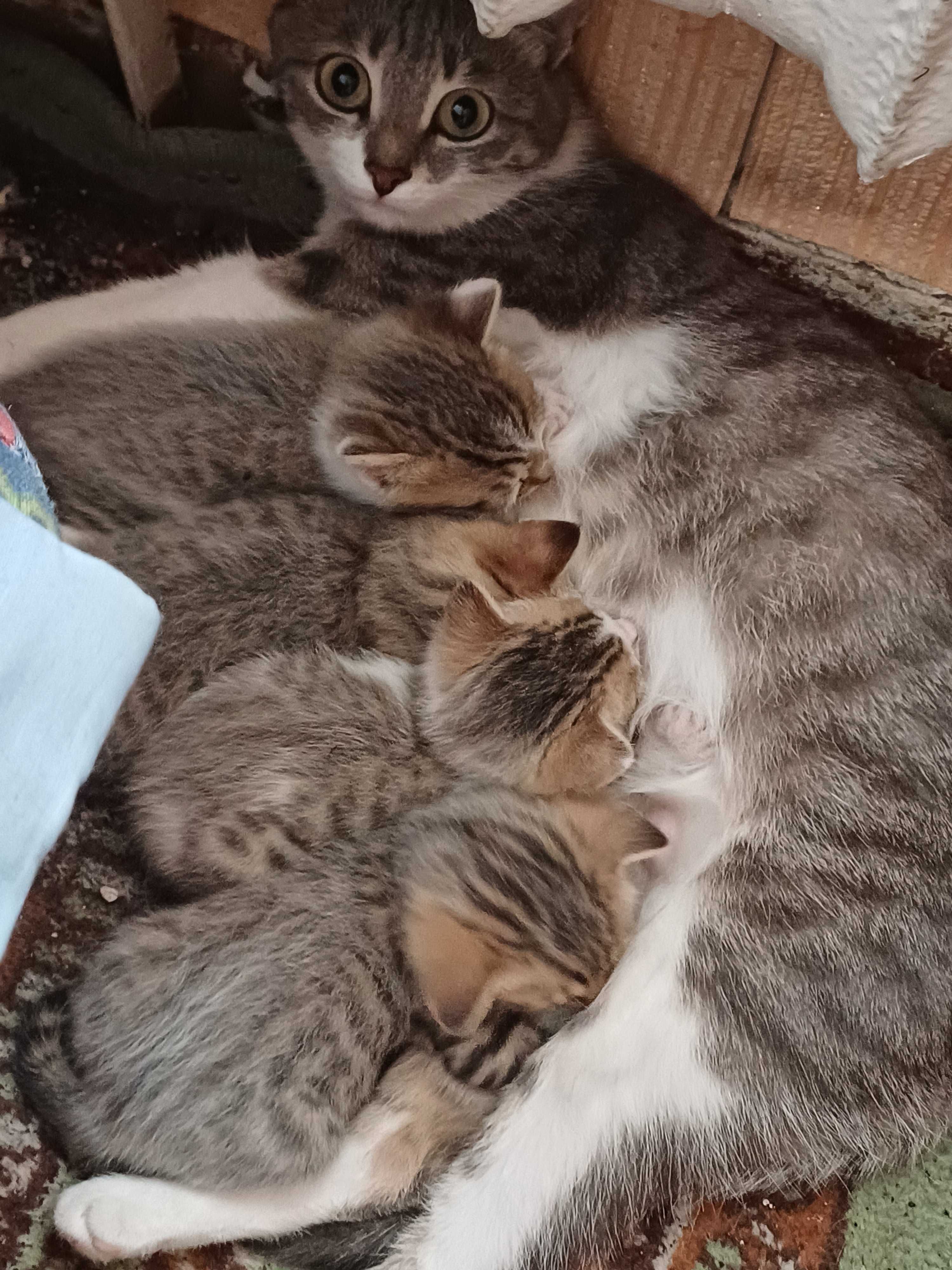 отдам хороших котят в добрые рукм