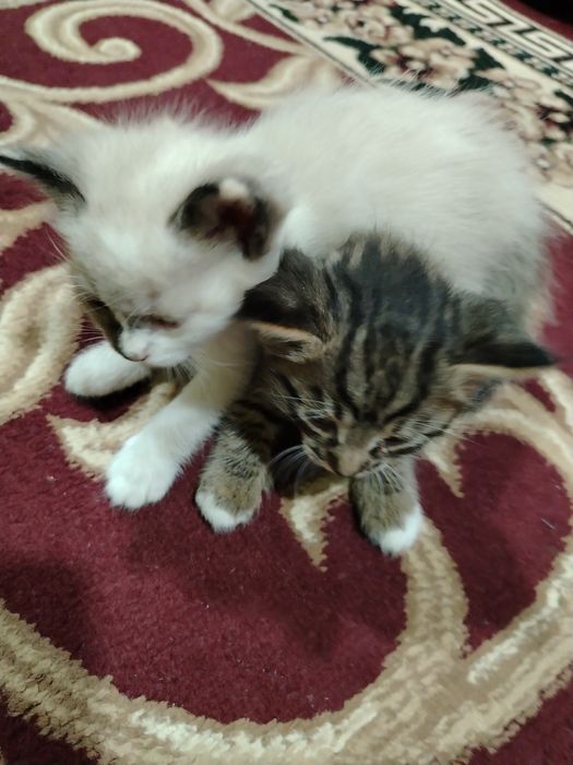 Бепул мушук болалари бор