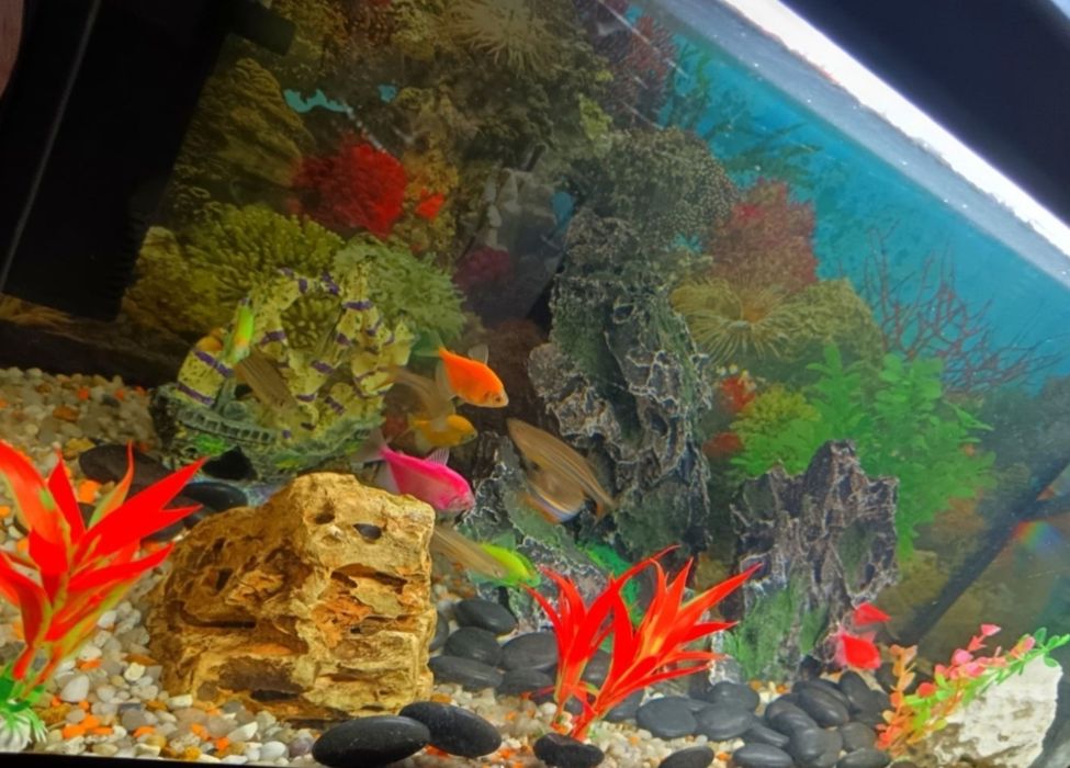 Acvariu cu pești