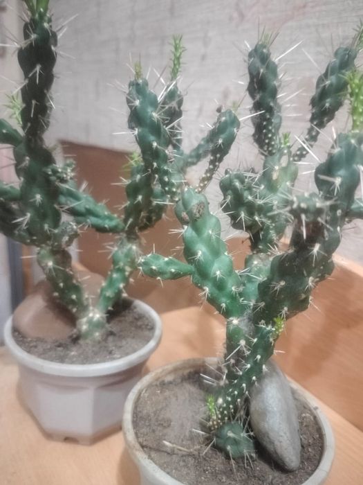 Продам танцующий кактус