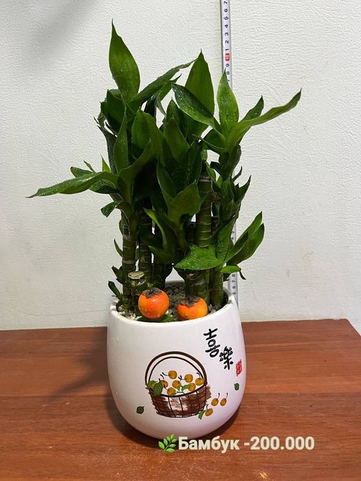 Бамбуки и Сансевиерии