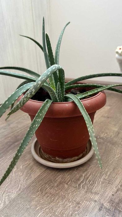 Комнатные  цветы алоэ лечебное