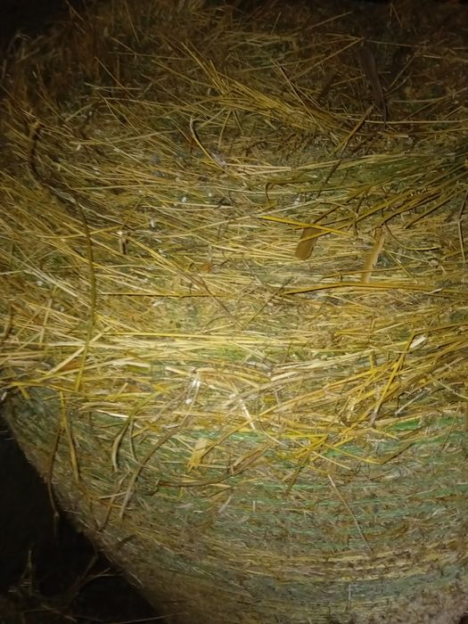 Baloți de lucerna,producție 2025