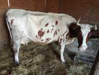Vaca de tinut schimb