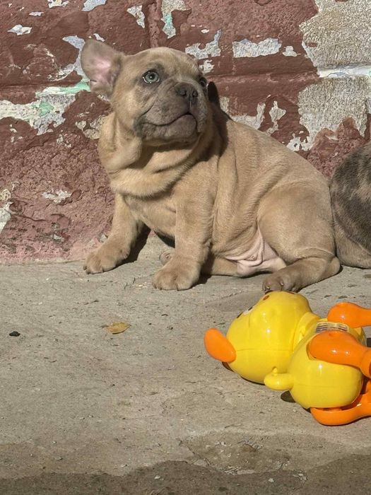 Baietel Bulldog Francez 3luni