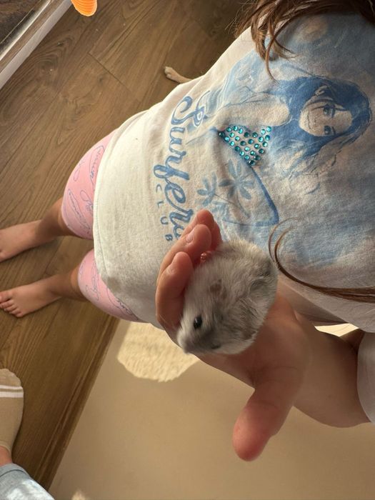 Подарявам хаместери