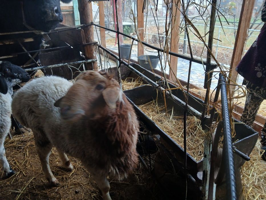 Qoʻchqor 1 yoshdan otgan